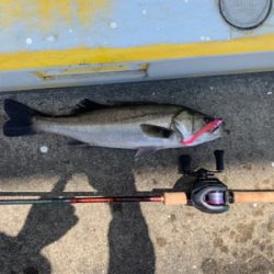 灼熱太陽シーバス