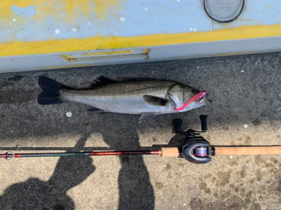 灼熱太陽シーバス