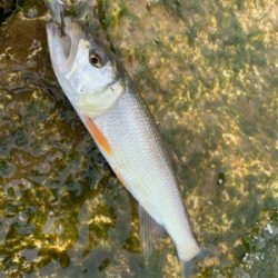 ケタバスがアツい！