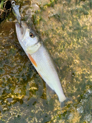 ケタバスがアツい！