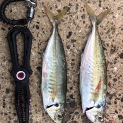 伊万里ビーチ尺アジ連発