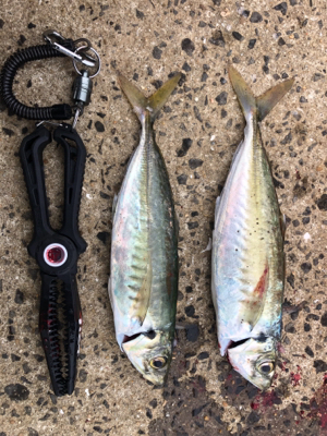 伊万里ビーチ尺アジ連発