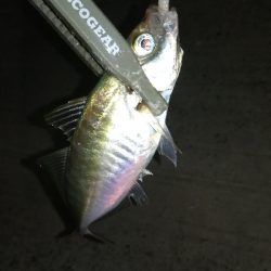 ナイトアジング