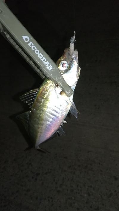 ナイトアジング