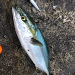 朝まずめ後にメージーロー！