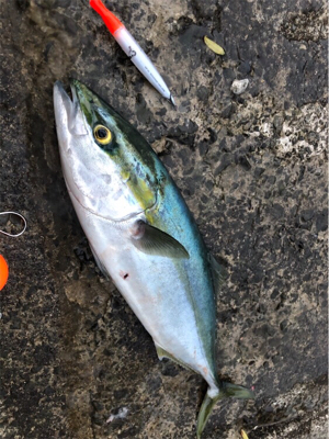 朝まずめ後にメージーロー！