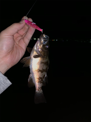 今宵もバチ抜け調査