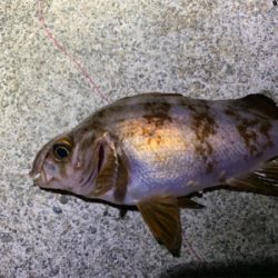 今年の初メバル