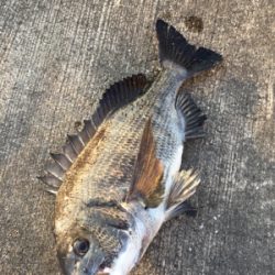 日が変われば釣れない