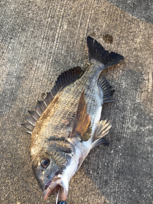 日が変われば釣れない