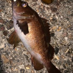 新規開拓！めざせヒラメちゃん！