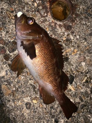 新規開拓！めざせヒラメちゃん！