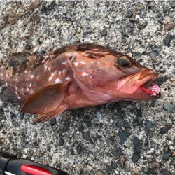 イカは何処へ？