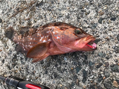 イカは何処へ？