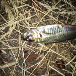 まづめアジング