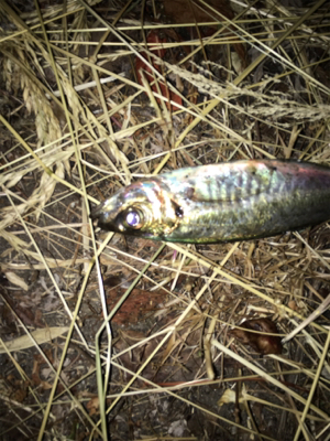 まづめアジング