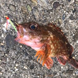 ジグサビキでオカズゲット!!