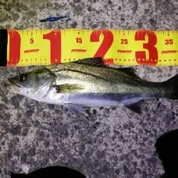 大雨の後の大荒れの中メバリング～