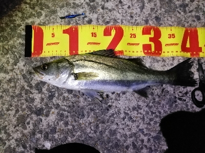 大雨の後の大荒れの中メバリング～