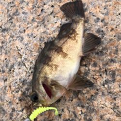 デイサーフ&デイシャローメバリング