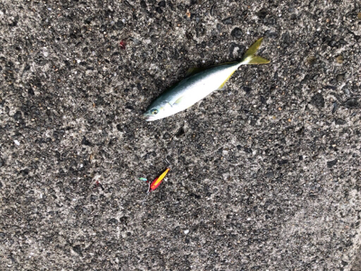 なんだ、居てたのね