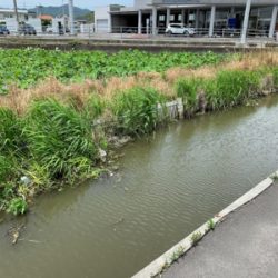 いつものところで鯉釣り