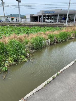 いつものところで鯉釣り