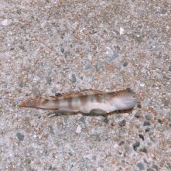 キスのお刺身☆