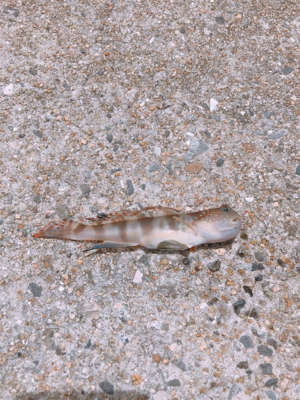 キスのお刺身☆