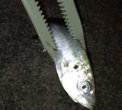 ナイトアジング