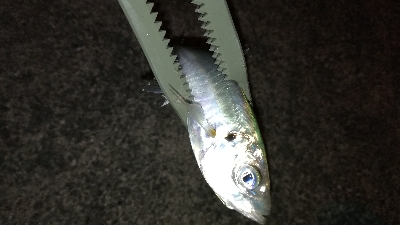 ナイトアジング