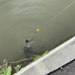 気になった用水路へ そして初の獲物