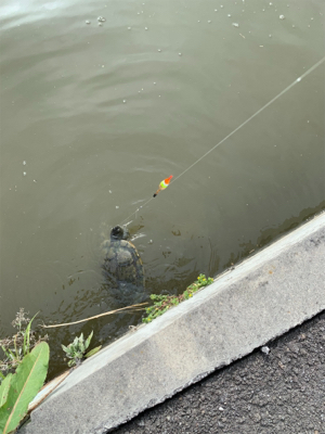 気になった用水路へ そして初の獲物