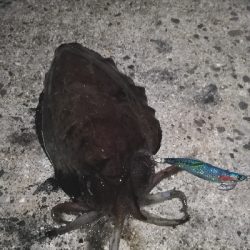 エギングにメバリング