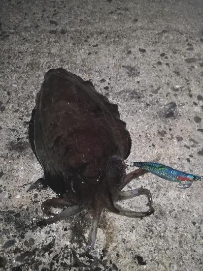 エギングにメバリング