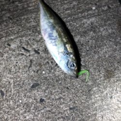 久しぶりの投稿です