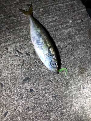 久しぶりの投稿です