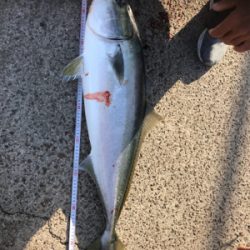 ノマセクラブ淡路釣行ルアーマン入門編