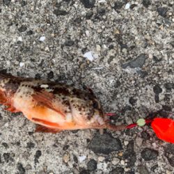 遠征ルアー撃沈で癒しの穴釣り