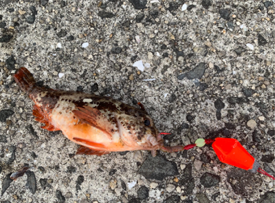 遠征ルアー撃沈で癒しの穴釣り