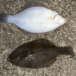 釣場開拓とカレイ
