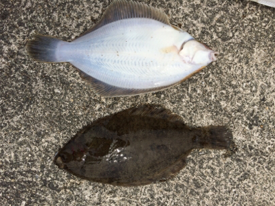 釣場開拓とカレイ