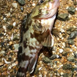 市民薄明後短時間ライトゲーム