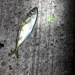 小アジになってきました。