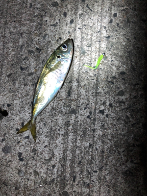 小アジになってきました。