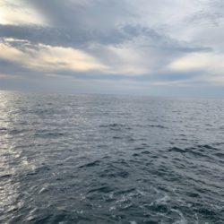 3キロアオリイカ！？