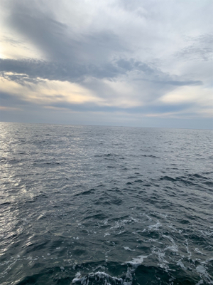 3キロアオリイカ！？