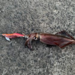 対馬でエギング