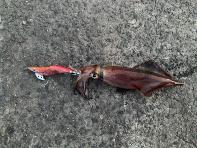 対馬でエギング