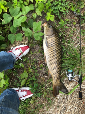 いつも見ていた鯉が気になって！